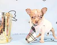 teacup-chihuahua-puppies
