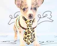 small-teacup-chihuahua-puppies-for-sale-in-paradise-valley-las-vegas-puppy