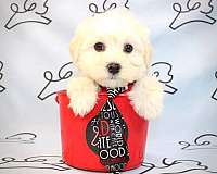 maltese-for-sale-in-sun-city-summerlin-puppy