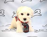 maltese-for-sale-in-downtown-las-vegas-puppy