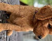 goldendoodle-dog-for-sale