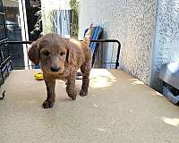 female-labradoodle