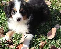 curly-haired-female-miniature-aussiedoodle