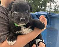 australian-shepherd