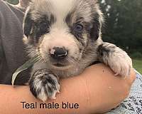 australian-shepherd-dog-for-sale