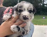 australian-shepherd-dog