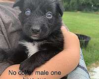 merle-male-female-dog