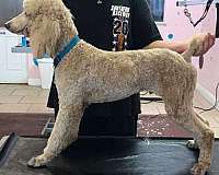 champagne-male-standard-poodle