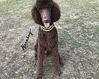 champagne-hypoallergenic-standard-poodle