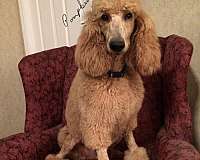male-champagne-hypoallergenic-standard-poodle
