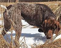 short-haired-mixed-german-shorthaired-pointer