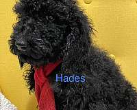 black-cream-hypoallergenic-standard-poodle