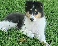 standard-tri-colored-rough-collie