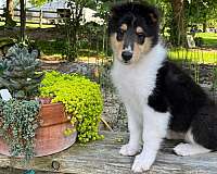 standard-rough-collie