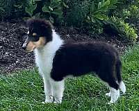 social-rough-collie