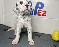 miami-puppies-for-sale-dog
