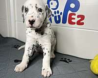 male-dalmation-for-sale-dog