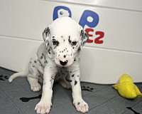 miami-puppies-for-sale-dalmatian