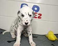 puppies-for-sale-dalmatian