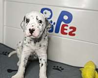 dog-for-sale-dalmatian