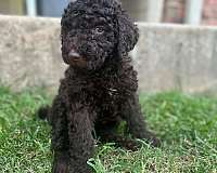 curly-haired-labradoodle