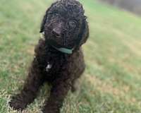 curly-haired-mixed-labradoodle