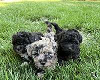 black-havanese-poodle