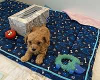 male-toy-poodle