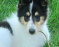 mixed-tri-colored-long-haired-collie