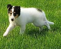 tri-colored-mixed-collie