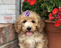 fawn-aussiedoodle
