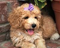 female-fawn-curly-haired-aussiedoodle