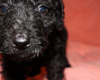 mixed-black-hypoallergenic-standard-poodle