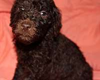 black-mixed-standard-poodle