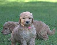 mixed-golden-retriever-puppy