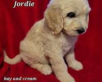 male-goldendoodle
