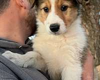 australian-shepherd-collie-dog-for-sale