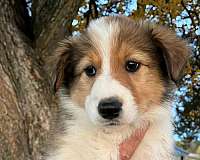 australian-shepherd-collie-puppy-for-sale