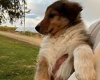 tri-colored-australian-shepherd