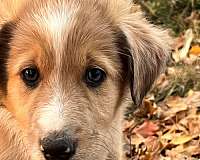 merle-australian-shepherd