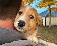 social-australian-shepherd-collie