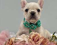 french-bulldog-for-sale