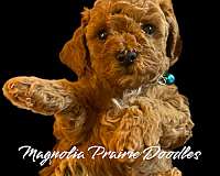 red-mixed-cavapoo