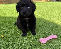 hypoallergenic-aussiedoodle