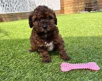 hypoallergenic-mixed-aussiedoodle