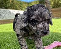 small-hypoallergenic-puppy