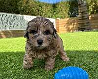 mixed-aussiedoodle-puppy