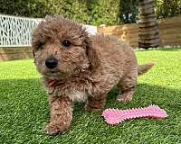 mixed-aussiedoodle