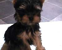 tri-colored-yorkshire-terrier