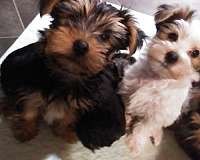 tri-colored-hypoallergenic-yorkshire-terrier